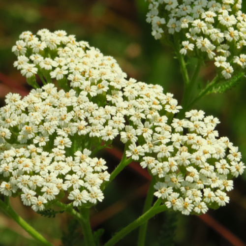MTP Article - Herb: Jack-of-All-Herbs