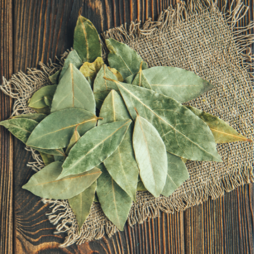 MTP Article - Herb: Bay Leaf