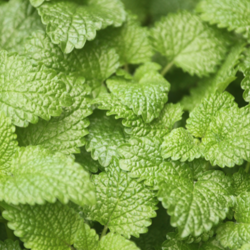 MTP Article - Herb: Catnip is Not Just for Cats