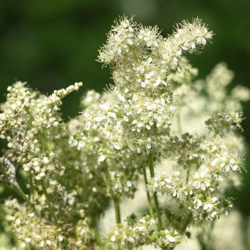 MTP Article - Herb: Meadowsweet: Nature’s Healing Sweetness